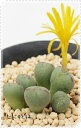 小笛 2頭 コノフィツム Mサイズ5.5cmポット 小型 クラ型 昼咲き種 黄花 Conophytum corniferum 多肉植物 多肉永遠
