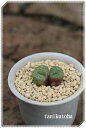 ディスパー 2頭 コノフィツム Mサイズ5.5cmポット 紋様小型 コマ型 夜咲き種 白花 Conophytum Disper 多肉植物 多肉永遠
