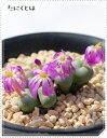 セラタム 4頭 コノフィツム Mサイズ5.5cmポット 小型 鞍型 昼咲き種 紫花 Conophytum seratum 多肉植物 多肉永遠