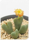 楽園 4頭 コノフィツム Mサイズ5.5cmポット 中型 ハート型 昼咲き種 オレンジ花 Conophytum rakuen 多肉植物 多肉永遠