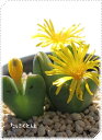 紅小袖 2頭 コノフィツム Mサイズ5.5cmポット 中型 タビ型 昼咲き種 輝黄花 Conophytum benikosode 多肉植物 多肉永遠
