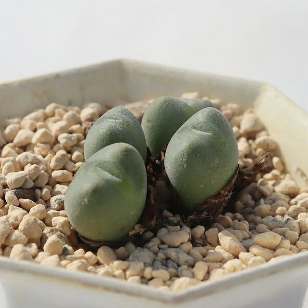レイポルディー 2頭 コノフィツム Conophytum leipoltii 多肉植物 小クラ インテリ...