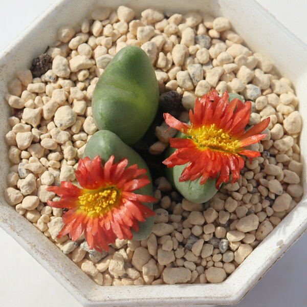 紅大尽 2頭 コノフィツム Conophytum benidaijin 多肉植物 中タビ 観葉植物 ビザールプランツインテリ..