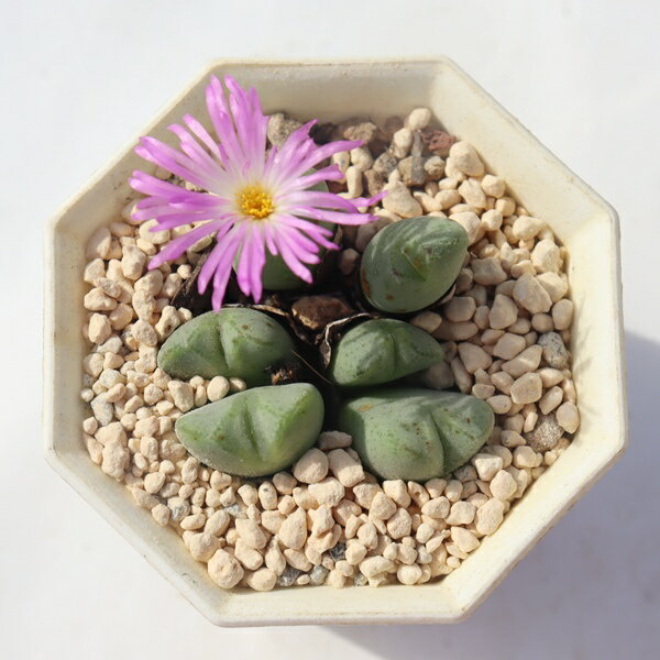 紫式部 2頭 コノフィツム Conophytum murasakisikibu 多肉植物 中タビ 観葉植物 ビザールプランツイン..