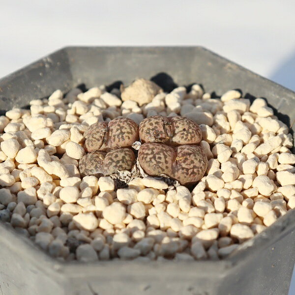 ネオハリー タイプB 2頭 コノフィツム ペルシーダム Conophytum neohallii typB 中...