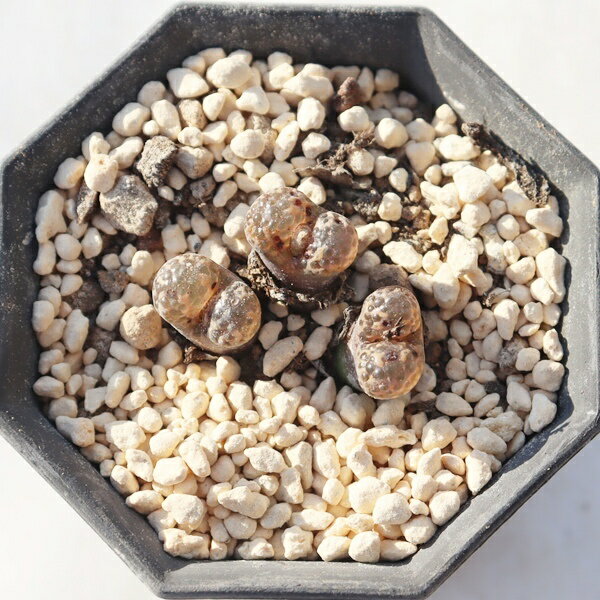 テリカラー コンコルディア 2頭 コノフィツム ペルシーダム Conophytum pellucidam var terricolor `co..