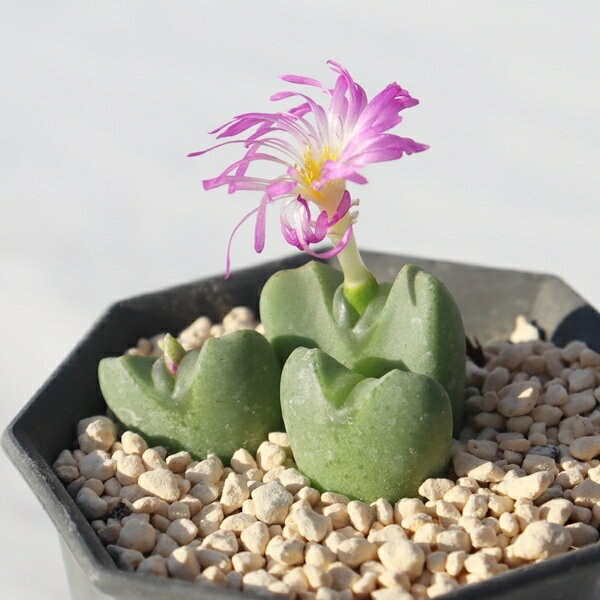 香蘭 2頭 コノフィツム Conophytum kouran 2色花 白×紫 巻花 中タビ型 多肉植物 コノフィツム販売 多肉..