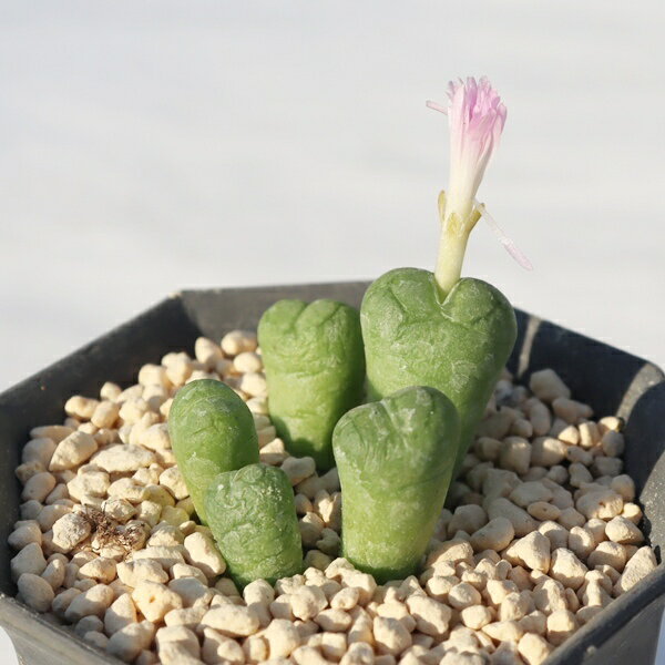 セミマル 2頭 コノフィツム Conophytum 小タビ型 多肉植物 コノフィツム通販 多肉植物通販 ジュエリー..