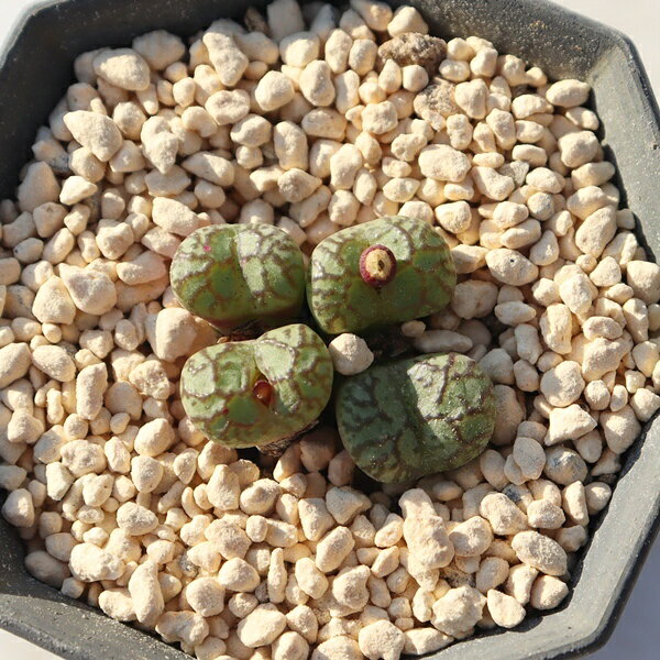 Potting Option ― 植込みオプション ― ● 一期一会の生命を、最適な一鉢に 厳選した一株を、当園の黄金比培養土で丁寧に植え付けてお届け。生命の個性を尊重し、届いた日から日常に調和する一鉢に仕立てます。 プロの技術：根を傷めず、最適な排水環境を整備。 軽量・機能美：軽くて丈夫な鉢で、日常の管理も快適。 ギフト品質：清潔感ある姿は、大切な贈り物にも。 ※鉢形状等は植物に合わせプロが選定いたします。 About Succulents ― 植物についてのご案内 ― ● 一期一会の厳選された一株を 掲載している写真は、あくまで美しい「見本」です。お届けする多肉植物は、ご注文をいただいてから農場の膨大な数の中から、もっとも美しく、力強く輝いている個体をプロの目で一株ずつ厳選し、お届けしております。 「既製品ではなく、日々を生き、育ちゆく生命であること」 多肉植物は工場製品とは異なり、その美しい姿を形成するまでに、年月と愛情を必要とします。 そのため、生育過程でのわずかな傷等が見られる場合もございます。過酷な自然の中で生きてきた証であり、植物の持つ「個性」と「趣」としてお楽しみいただければ幸いです。 ※完璧な形や特定の姿に強いこだわりをお持ちのお客様は、ぜひ群馬の栽培場へお越しください ■ 葉に見られる茶色い点について 水に含まれる鉄分によるものです。植物の健康に支障はございませんのでご安心ください。通常の水やりを続けるうちに自然と消えていきます。 ■ 用土の中の白い粒々について 大切な植物を害虫から守るための予防薬です。お客様の元へ届いたあとも健やかに育つよう、あらかじめ混ぜ込んでおります。 お届け指定について 植物の鮮度と梱包の安全を最優先するため、原則として「日にち指定」はお受けしておりません。最適なタイミングでの発送をお待ちください。 サイズについて 各商品ページに鉢の大きさを明記しております。「思っていたより大きかった（小さかった）」という事がないよう、事前のご確認をお願いいたします。 Information ― ギフト・在庫・納品書について ― Gift Wrapping 大切な方への贈り物に。 心を込めた有料ラッピングを承っております。 特別な日を彩る、多肉植物のギフトをぜひご利用ください。 Eco-Friendly 【 納品書のペーパーレス化 】 エコ活動推進のため納品書は同梱しておりません。 ギフト利用の場合も、そのままお相手様へ 安心してお届けいただけます。 在庫に関する大切なお知らせ 多肉永遠では、群馬の自社農場にて一年を通し繁殖・栽培を行っております。 常に十分な在庫確保に努めておりますが、植天候の急変や予期せぬ人気による大量注文などにより、稀に欠品が生じる場合がございます。 実店舗および自社サイト等と在庫を共有しているため、システム上で「在庫あり」と表示されている場合でも、やむを得ずご注文をキャンセルさせていただく場合がございます。 一株一株を最高の状態でお届けするための判断でございます。何卒、ご理解とご了承を賜りますようお願い申し上げます。 How to Care ― 植物との暮らし、はじめの一歩 ― 長い旅を経て、あなたのお手元に届いた小さな生命。 まずは箱をそっと開けて、深呼吸をさせてあげてください。 新しい環境にゆっくりと慣れていくための、お手伝いのコツをご紹介します。 ● 置き場所（光の贈りもの） 到着後はまず、柔らかな光が入る「半日陰」で数日休ませてあげてください。 慣れてきたら、春・秋・冬は太陽の光がたっぷりと届く窓辺へ。夏は少し涼しい東側の窓辺や、遮光された場所が理想的です。 ※強い西日は少し苦手ですので、避けてあげてくださいね。 ● 水やり（潤いのリズム） 環境に慣れるまで、到着から3〜5日はお水を控え、根を落ち着かせます。 その後は、鉢の中の土が芯までしっかりと乾いてから、たっぷりと与えてください。乾きと潤いのメリハリが、ぷっくりと健康に育てる秘訣です。 ● 四季の移ろい（紅葉） 春と秋・冬は、多肉植物がもっとも鮮やかに色づく魔法の季節。夏は成長のために一度「緑色」に戻りますが、それは次の紅葉への準備期間です。 季節ごとに表情を変える「生きているアート」をお楽しみください。 ● 健やかな毎日のために 多肉植物が一番好きなのは「心地よい風」です。高温多湿を避けるよう、通風を意識してあげてください。 屋内・屋外どちらでも育てられますが、風が通り、光が遊ぶ場所がこの子たちの特等席です。 「うまく育てられるかしら？」と不安になった時は、いつでも私たちを頼ってください。 あなたと多肉植物の暮らしが、穏やかで輝かしいものになりますように。Conophytum 'Jonen no Hokuheki' コノフィツム：常念の北壁 2頭 原産地南アフリカ 属名ハマミズナ科 コノフィツム属 タイプ小クラ型 【 潤いを湛える、生きる宝石の美しい2頭 】 まるでゼリー細工のようにみずみずしく、趣深い佇まいを持つ「常念の北壁」。 その中でも贅沢に2つの頭が揃った、見応え抜群の美しい群生株です。 ぷっくりと丸みを帯びた小クラ型の独特な姿と、優しい色合いが織りなす神秘的な佇まいは、まさに自然が作り出した「生きる宝石」そのもの。 秋から冬にかけて顔を出す可愛らしいお花も、心射止める楽しみのひとつです。 たくましく愛らしい姿をぜひお手元でゆっくりとお愉しみください。 Product Details ― 商品詳細 ― サイズ 5.5cmポット お届け形態 根付の苗です（ポット・抜き苗等でお届け） 植物の名称 付箋（ふせん）にてお名前を記載してお届けしております 管理のポイント 夏場は古い殻をかぶって休眠します。秋の涼しくなる頃から目覚め、脱皮や成長、開花を始めます。 四季折々の表情を愉しむ コノフィツムは季節による変化が非常に面白い植物です。 夏の間は古い葉の下で休眠し、秋の訪れとともに中から新しい顔を覗かせます。 脱皮を繰り返しながら育つその生命力あふれる姿を、ぜひじっくりと見守ってあげてください。 育て方のコツ 1. 夏の休眠期は断水気味に：暑い時期は無理に水をやらず、涼しい日陰で夏越しさせます。 2. 秋からの目覚めに合わせた水やり：涼しくなり皮がパリパリになってきたら、少しずつお水を再開します。 3. 日当たりの良い場所：秋から春の成長期は、しっかりとお日様に当てて健康な株に育てましょう。 CONOPHYTUM COLLECTION コノフィツム：潤いを湛える「生きる宝石」の造形美 【 ぷっくりと愛らしい、神秘の群生美 】 「ゼリー細工のようにみずみずしく、透き通るような窓を持つ姿。」 太陽の光を浴びて瑞々しく輝き、脱皮を繰り返しながら命をつなぐ小さな体。 コノフィツムたちは、まるで意思を持っているかのように、 季節ごとにその表情をドラマチックに変えて私たちを魅了します。 愛らしい「冬の主役」の魅力をご紹介します。 01. 圧倒的な「愛らしさ」 まるで生きる宝石のようなぷっくりとした佇まい。一鉢置くだけで、空間に癒やしと優しい彩りを与えてくれます。 02. 優美な「小クラ型」の魅力 整った小クラ型の美しいフォルム。光の加減や角度によって表情が変わる、神秘的な質感が魅力です。 03. 魅惑の「脱皮と成長」 古い殻を破って中からピカピカの新顔が顔を出す「脱皮」のロマン。命の躍動を間近で感じられます。 04. 贅沢な2頭のボリューム いくつもの頭が寄り添うように群生した豪華な姿。群れをなして育つからこその圧倒的な見応えがあります。 05. 心射止める「可愛いお花」 秋から冬にかけて、小さな体から驚くほど鮮やかで美しい花を咲かせます。季節の訪れを告げる最高の楽しみです。 06. 唯一無二の「個体差」 形や頭のバランス、色合いは一つとして同じものはありません。大切な一鉢に出会う喜びがあります。 多肉永遠のこだわり コノフィツムは、夏の休眠期から秋の目覚めへの管理がとても大切な植物です。 群馬の厳しい四季のなかで、絶妙な水加減と適切な環境管理を重ね、 ぷっくりと健康に育った最良の状態でお届けできるよう徹底しています。 届いたその日から始まる、愛らしい宝石たちとの心温まる物語をお楽しみください。