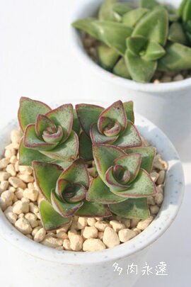 星の王子 クラッスラ Crassula conjuncta 星系 多肉植物 星シリーズ 紅葉 ベランダガーデン ガーデニング 園芸