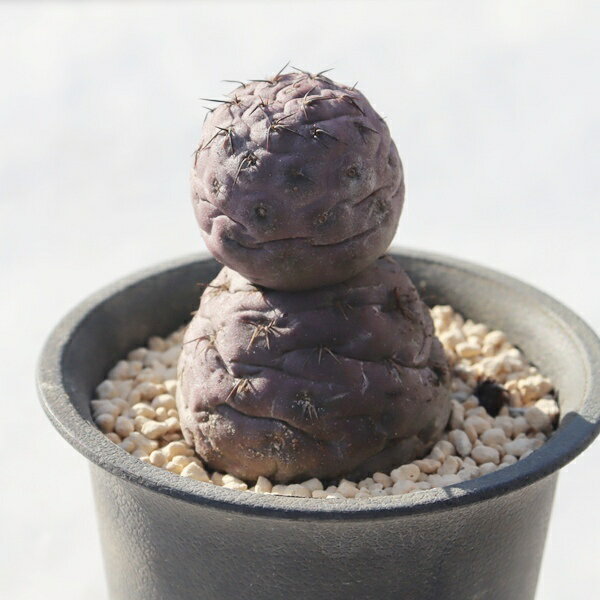 ゲオメトリクス テフロカクタス Tephrocactus geometricus 多肉植物 テフロカクタス販売 サボテン通販 ..