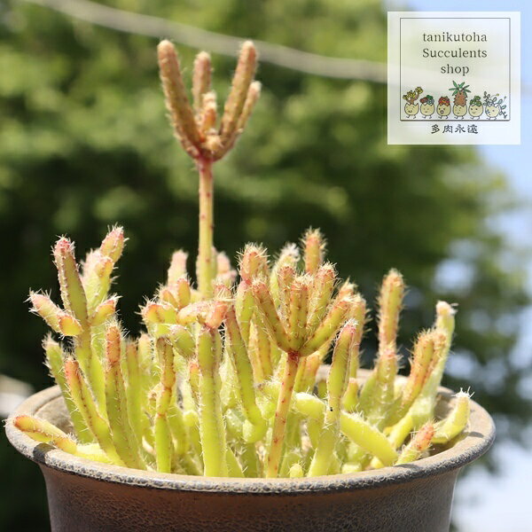 多肉植物 サボテン リプサリス 須磨柳 Rhipsalis 観葉植物 育てやすい ガーデニング 園芸 植物 インテリア 寄せ植え 園芸 植栽 ジュエリープランツ 庭 つぶつぶ