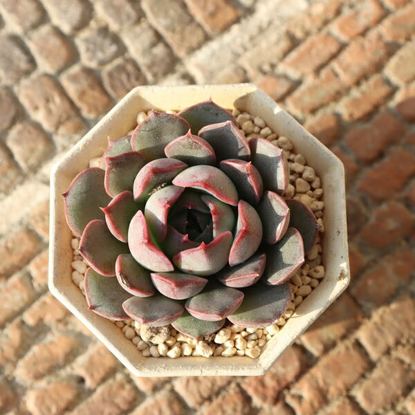 樂天商城 - エケベリア 碧美尼 永遠ラベル付き 多肉植物 Echeveria 'aoimini' 紅葉 美苗 寄せ植え 小さな庭 観葉植物 多肉永遠苗 ガーデニング