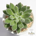 ピロサス エケベリア Mサイズ 5.5cmポット 多肉植物 薔薇咲き 小~中型種 幹立ちタイプ