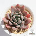華美人 エケベリア Mサイズ5.5cmポット Echeveria cv 'hanabijin' 薔薇咲 多肉植物 多肉永遠