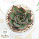 炎王 エケベリア Mサイズ6cmポット Echeveria ENOU 薔薇咲 多肉植物 小~中型種 ロゼットタイプ 多肉永遠