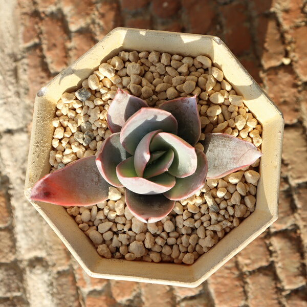 カンテ Sサイズ エケベリア 多肉 Echeveria catne エケベリア女王 多肉植物販売 大型エケベリア 美苗 紅葉 丈夫な自社栽培株