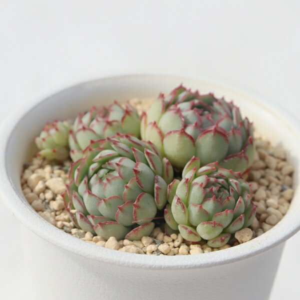 キャプテンハイ エケベリア Echeveria captain hay 多肉植物 エケベリア通販 観葉植物 ベランダガーデン ビザールプランツ