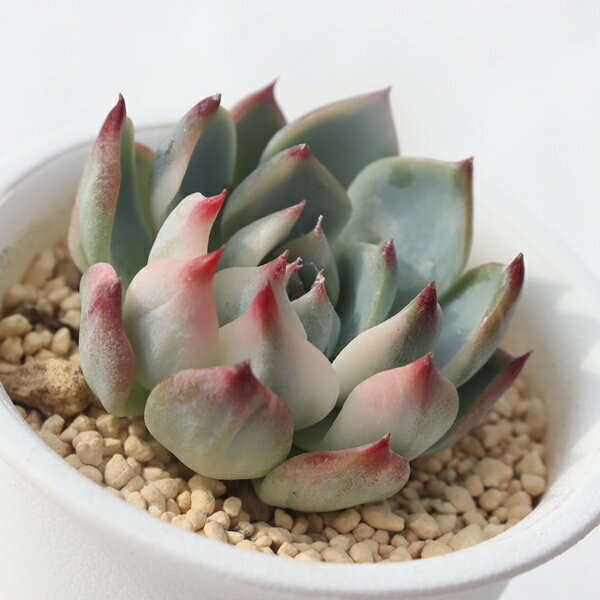 多肉植物 エケベリア 桃太郎錦 Echeveria 'Momotaro' variegata 5.5cmポット 観葉植物 インテリア ガーデニング 寄せ植え 育てやすい 丈夫 紅葉 希少 斑入り 多肉永遠