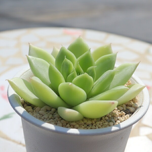 檸檬シャーベット 永遠ラベル付き エケベリア Echeveria 多肉植物 エケベリア通販 エケベリア販売