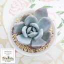 白餅大福 エケベリア Mサイズ6cmポット Echeveria SIROMOCHIDAIFUKU 薔薇咲 多肉植物 小~中型種 ロゼットタイプ 多肉永遠