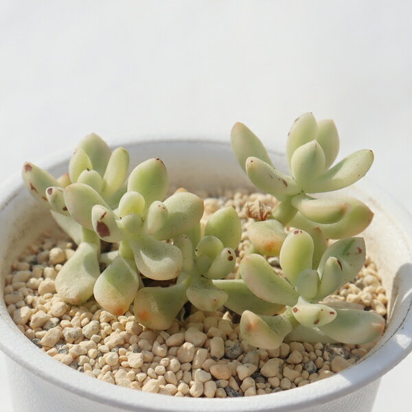 セドイデス錦 エケベリア 多肉植物 Echeveria sedoides variegata エケベリア通販 多肉植物通販 斑入植物 ガーデニング インテリアプランツ