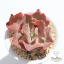 高砂の翁 エケベリア Mサイズ5.5cmポット Echeveria 薔薇咲 多肉植物 小~中型種 ロゼットタイプ きれい かわいい
