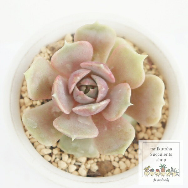 多肉植物 エケベリア デレッセーナ Echeveria 観葉植物 ロゼット 寄せ植え 園芸 多年草 ガーデニング 植栽 庭 ジュエリープランツ