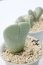 神風玉 ケイリドプシス Mサイズ5.5cmポット Cheiridopsis pillansii 多肉植物 多肉永遠