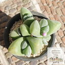 無比玉 2頭 ギバエウム Mサイズ5.5cmポット gibbaeum disper 多肉植物 多肉永遠