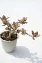 桃姫の舞 ハマミズナ科 Mサイズ5.5cmポット Aizoeceae Tradescantioides 多肉植物 多肉永遠