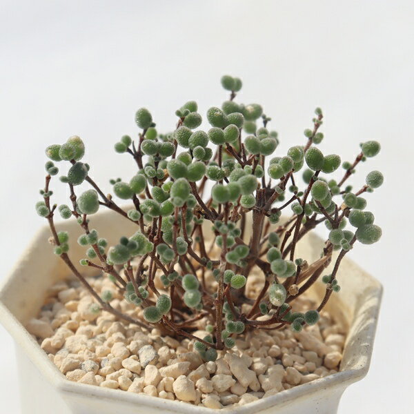 ハニーオランジ ドロサンテマム Drosanthemum honey orange 多肉植物 ギフト ベランダガーデン 室内植..