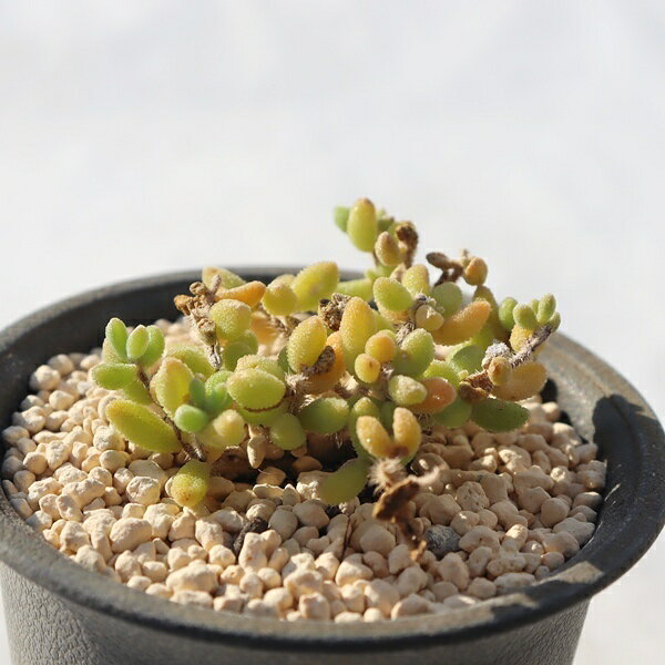 楽天市場】ドロサンテマムの通販