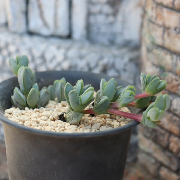樂天商城 - 多肉植物 エキヌス 碧魚連 Echinus maximilianus 希少種 美苗 寄せ植え 観葉植物 多肉永遠 ガーデニング 多肉植物通販 エキヌス販売