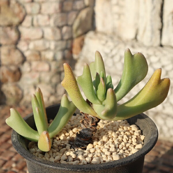 樂天商城 - 多肉植物 ロンボフィルム 快刀乱摩 Rhombophyllum nelii 希少種 美苗 寄せ植え 観葉植物 多肉永遠 ガーデニング 多肉植物通販 ロンボフィルム販売