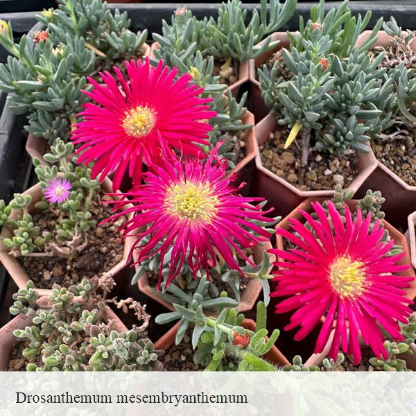 多肉植物 ドロサンテマム メセンブリアントタマム Drosanthemum mesembryanthemum 赤花大輪 希少 珍しい 苗 インテリア グリーン 観葉植物 ドロサンテマム販売 多肉植物通販