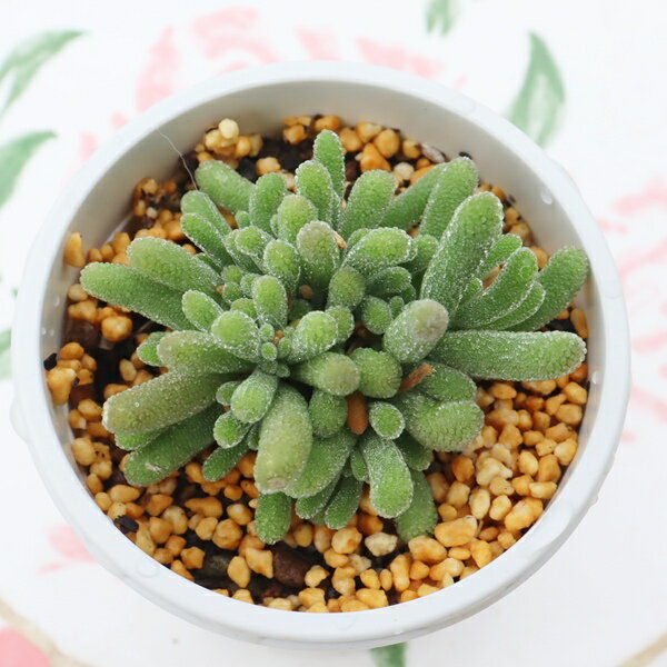 樂天商城 - 多肉植物 ドロサンテマム フルオレスセンスラビット Drosanthemum Fluorescent Rabbit 希少 珍しい 苗 寄せ植え インテリア グリーン 観葉植物 ドロサンテマム販売 多肉植物通販