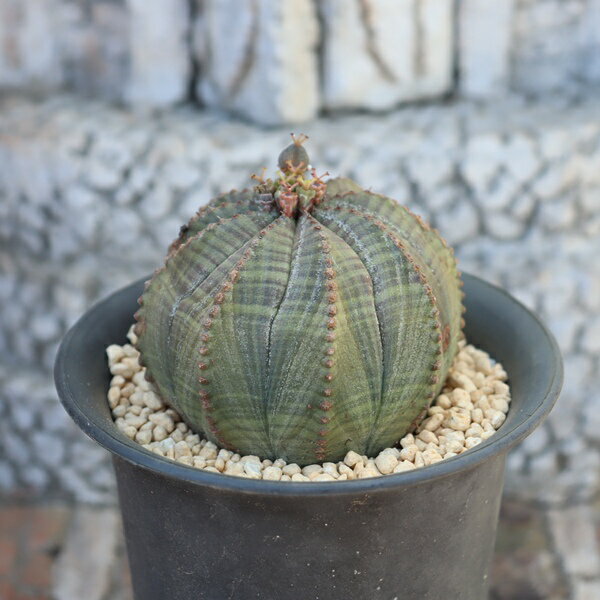 樂天商城 - オベサ ユーフォルビア Euphorbia obesa 多肉植物 ビザールプランツ 塊根植物 木質化 希少種 育てやすい ユーフォルビア販売 多肉植物通販 園芸 ベランダガーデン インテリア