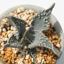 荒波 フォーカリア 多肉植物 Faucaria tuberculosa 'Aranami' メセン ビザールプラ...