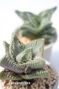 四海波 フォーカリア Mサイズ5.5cmポット Faucaria tigrina 多肉植物 多肉永遠