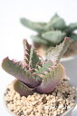 鯨波 フォーカリア Mサイズ5.5cmポット Faucaria bosscheana 多肉植物 多肉永遠