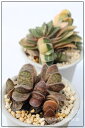 姫子宝 ガステリア Mサイズ 5.5cmポット gasteria gracilis v.minima 多肉植物 多肉永遠