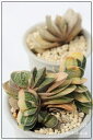 姫子宝錦 並斑 ガステリア Mサイズ 5.5cmポット gasteria gracilis v.minima.variegata 多肉植物 多肉永遠