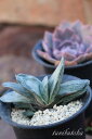 颯々の松 ガステリア Mサイズ 5.5cmポット gasteria satsusatsunomatsu 多肉植物 多肉永遠