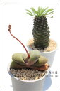 グロメラータ ガステリア Mサイズ 5.5cmポット gasteria glomerata 多肉植物 多肉永遠