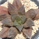 アトロフスカ交配 赤肌 ハオルチア Mサイズ5.5cmポット hawrthia atro-fusca 多肉植物 多肉永遠