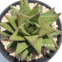 小熊座 ハオルチア Mサイズ5.5cmポット hawrthia Astroloba Ursamior 多肉植物 多肉永遠