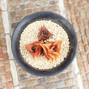ニグラVミニマ ハオルチア Mサイズ5.5cmポット Haworthia nigra v Minima 多肉植物 多肉永遠