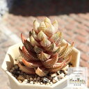 九輪塔錦 白斑 ハオルチア Mサイズ5.5cmポット Haworthia reinwardtii 多肉植物 多肉永遠