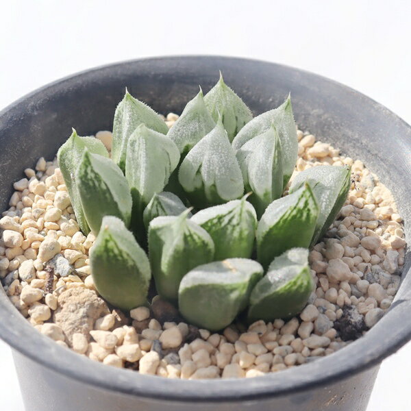 ラブハート ハオルチア haworthia love heart 多肉植物 インドアグリーン 観葉植物 室内植物 ハオルチ..